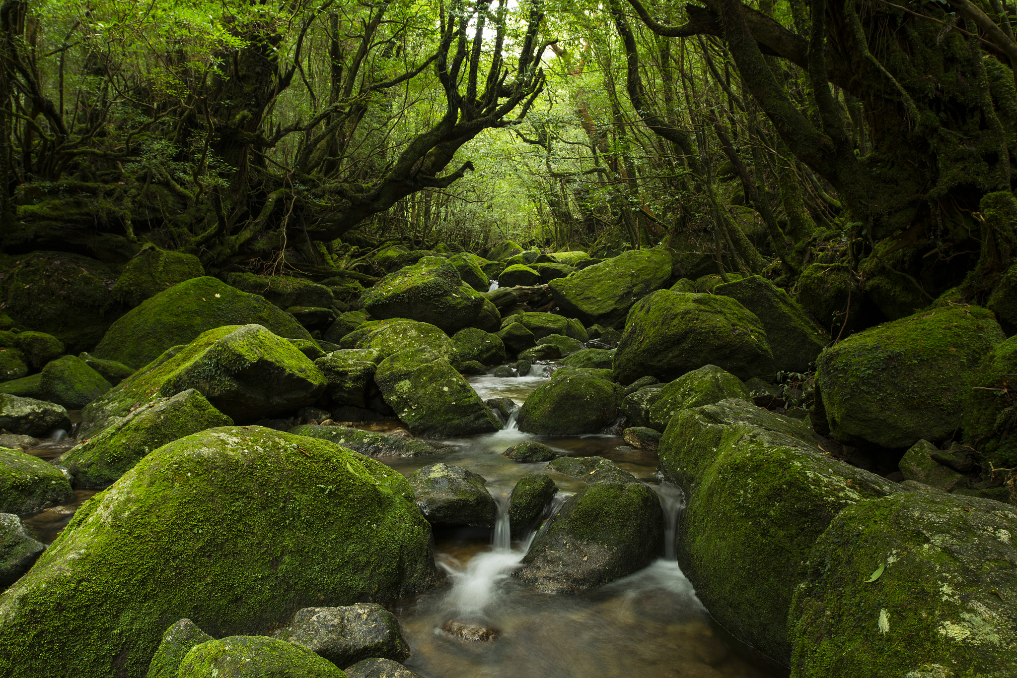 Yakushima Island cover image