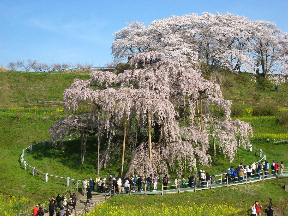 Miharutakizakura cover image