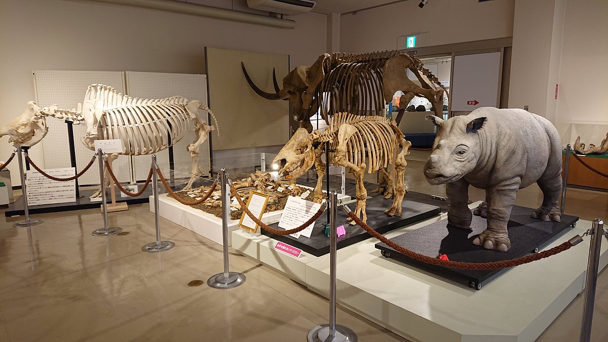 Kuzuu Fossil Museum cover image