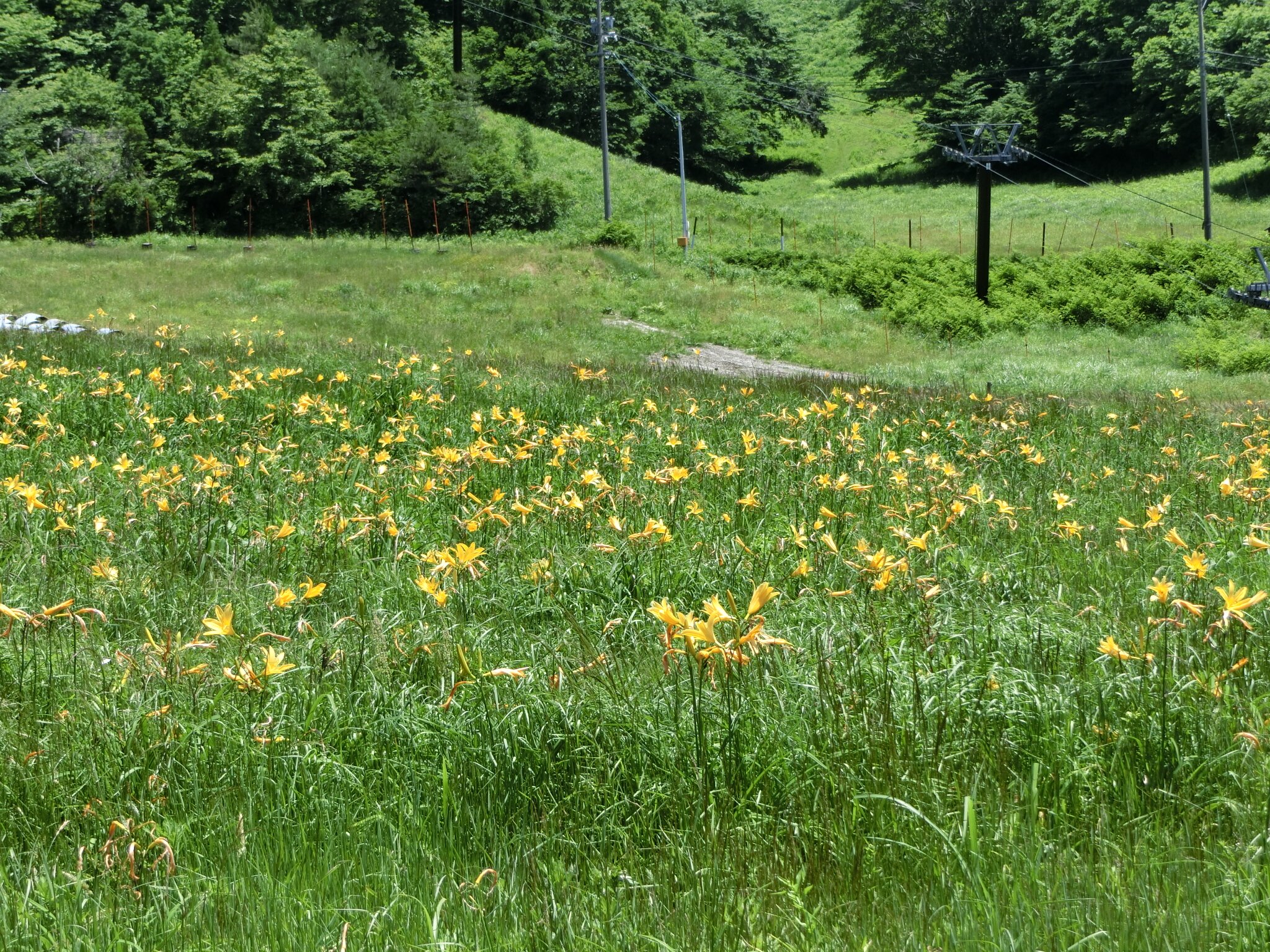 Ombara Kogen Panorama Ski Field cover image