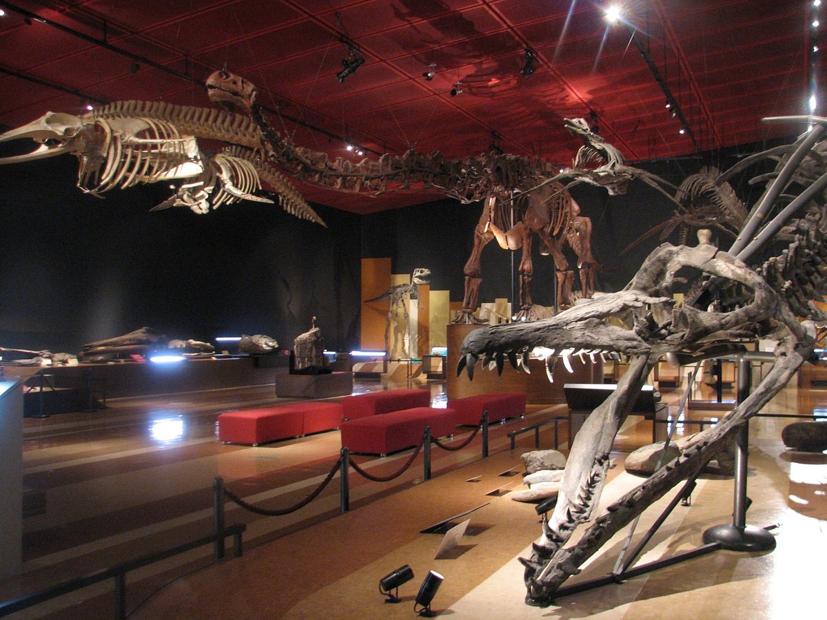 Coal & Fossil Museum cover image