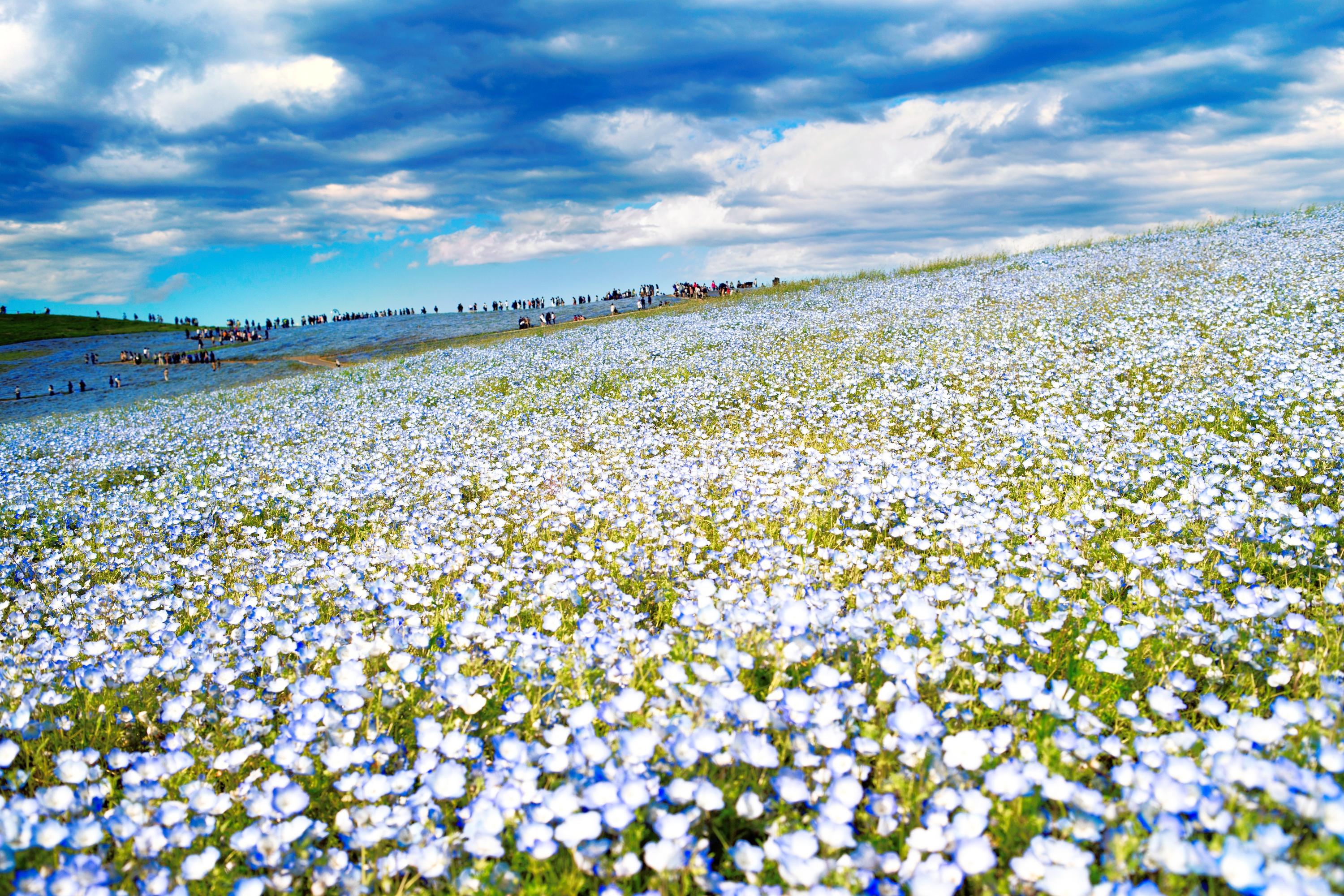 Hitachi Seaside Park cover image