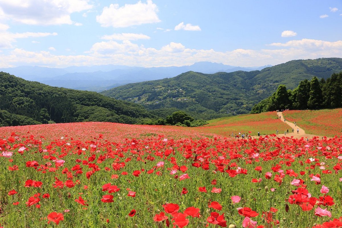Chichibu Kogen Farm cover image