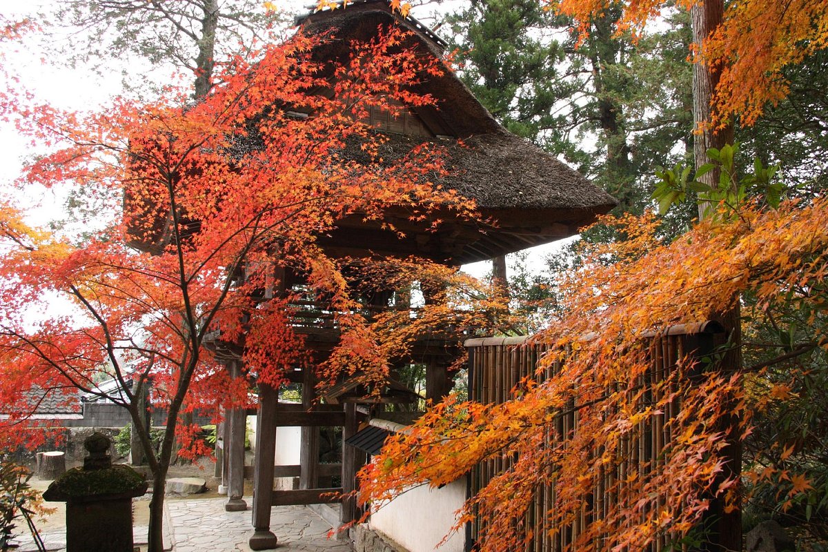 Limited Express Yufuin no Mori