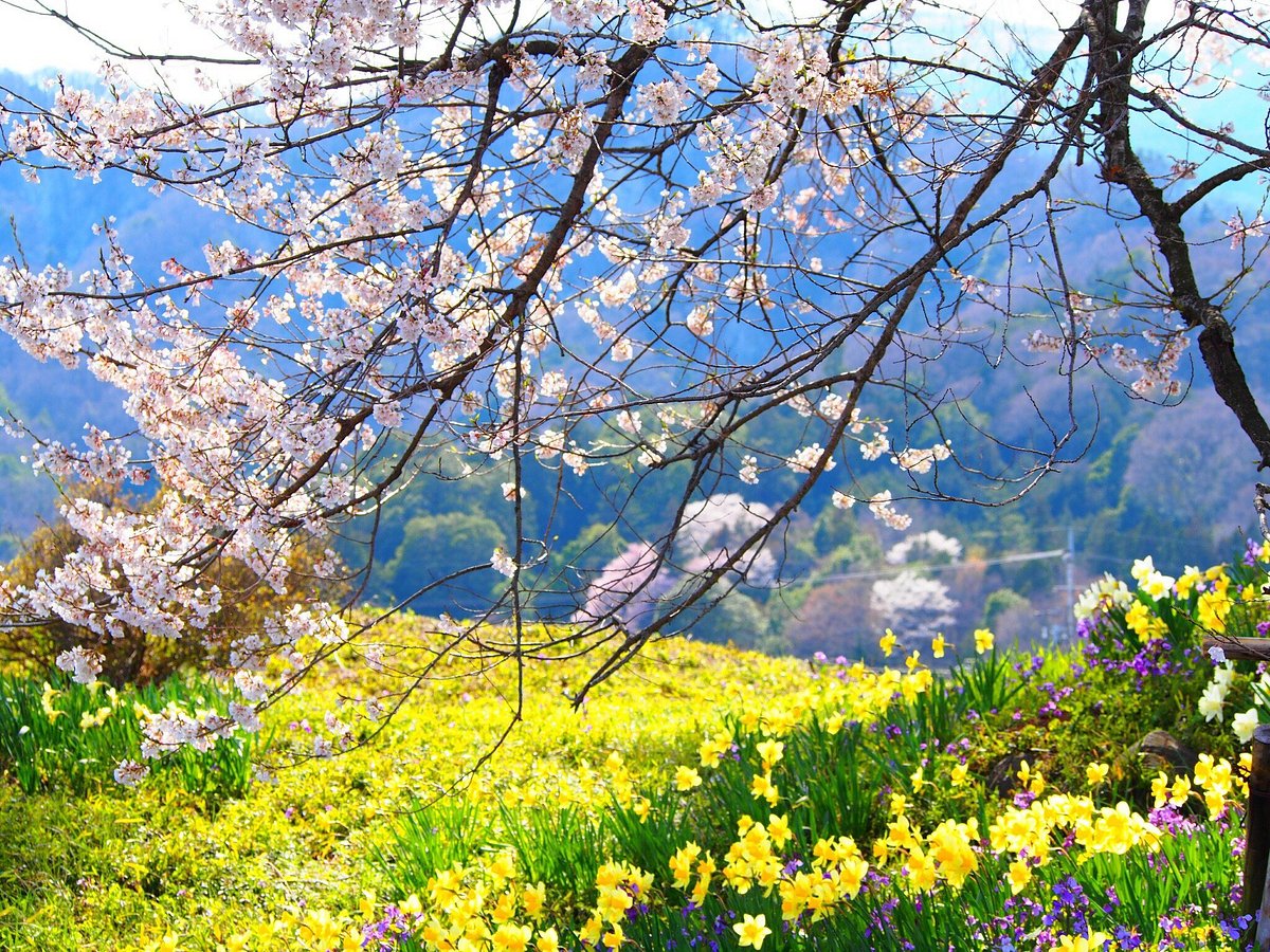 Wanitsuka cover image