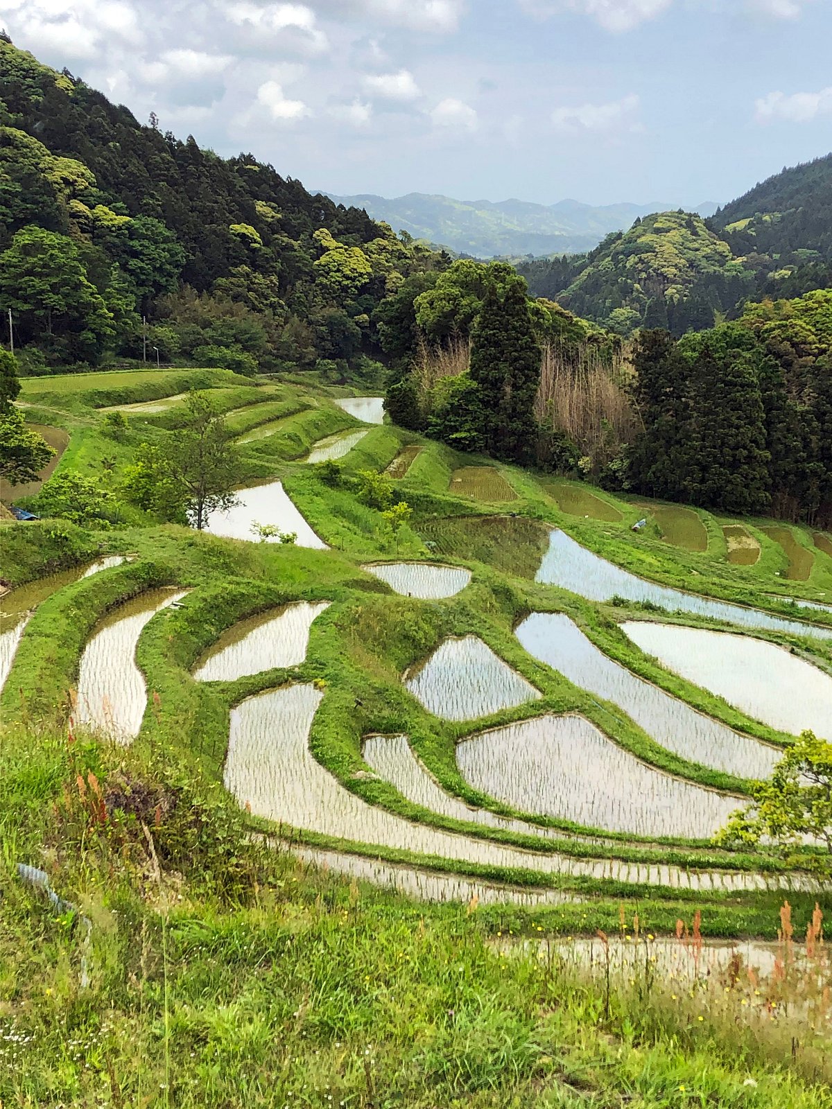 Oyama Rice Terraces cover image