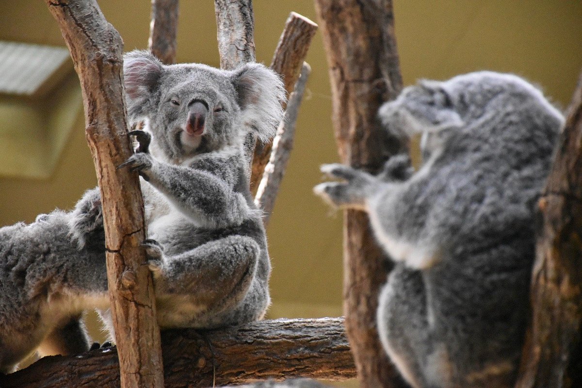 Higashiyama Zoo & Botanical Garden