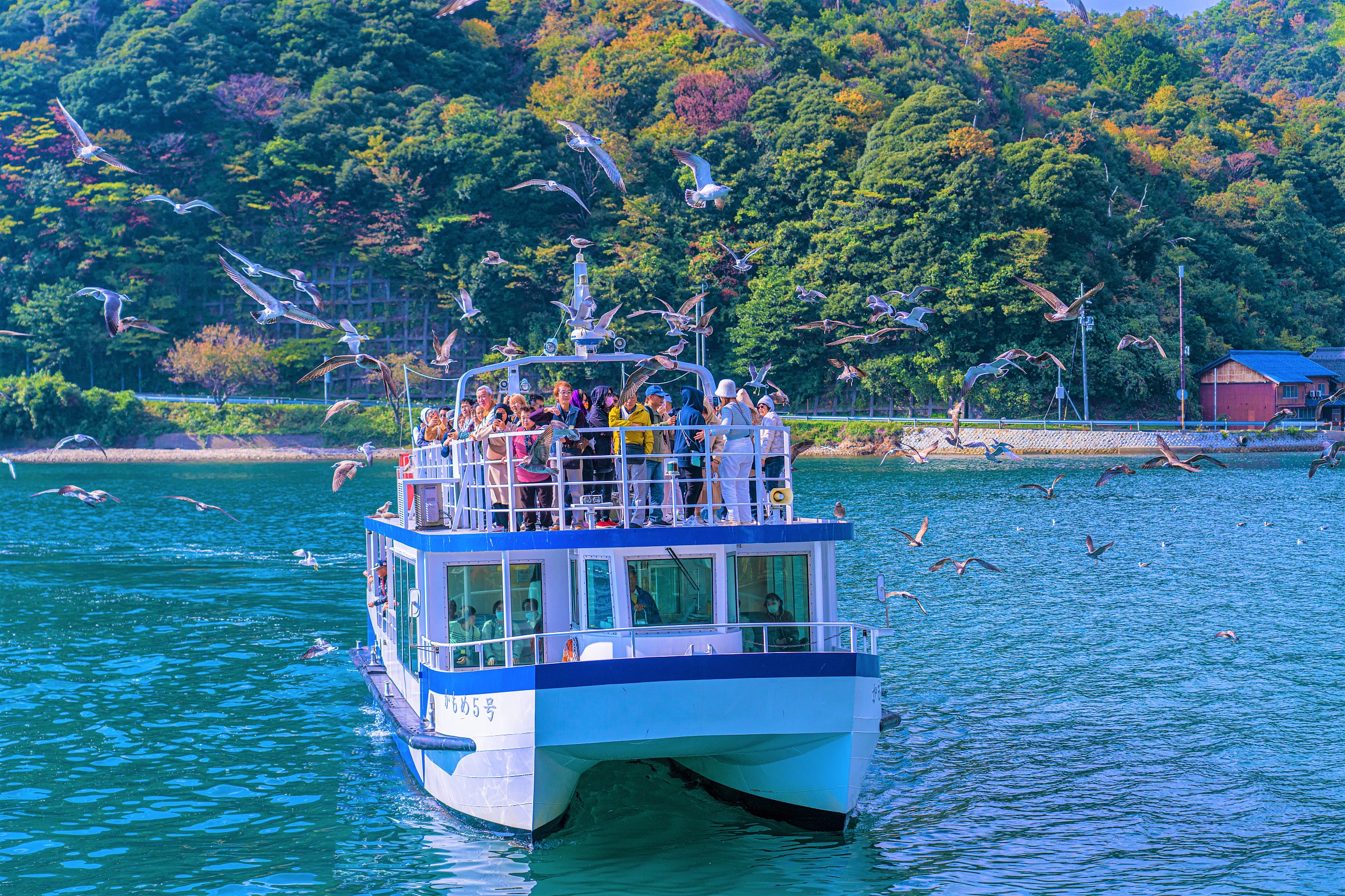 Ine Bay Sightseeing Boat