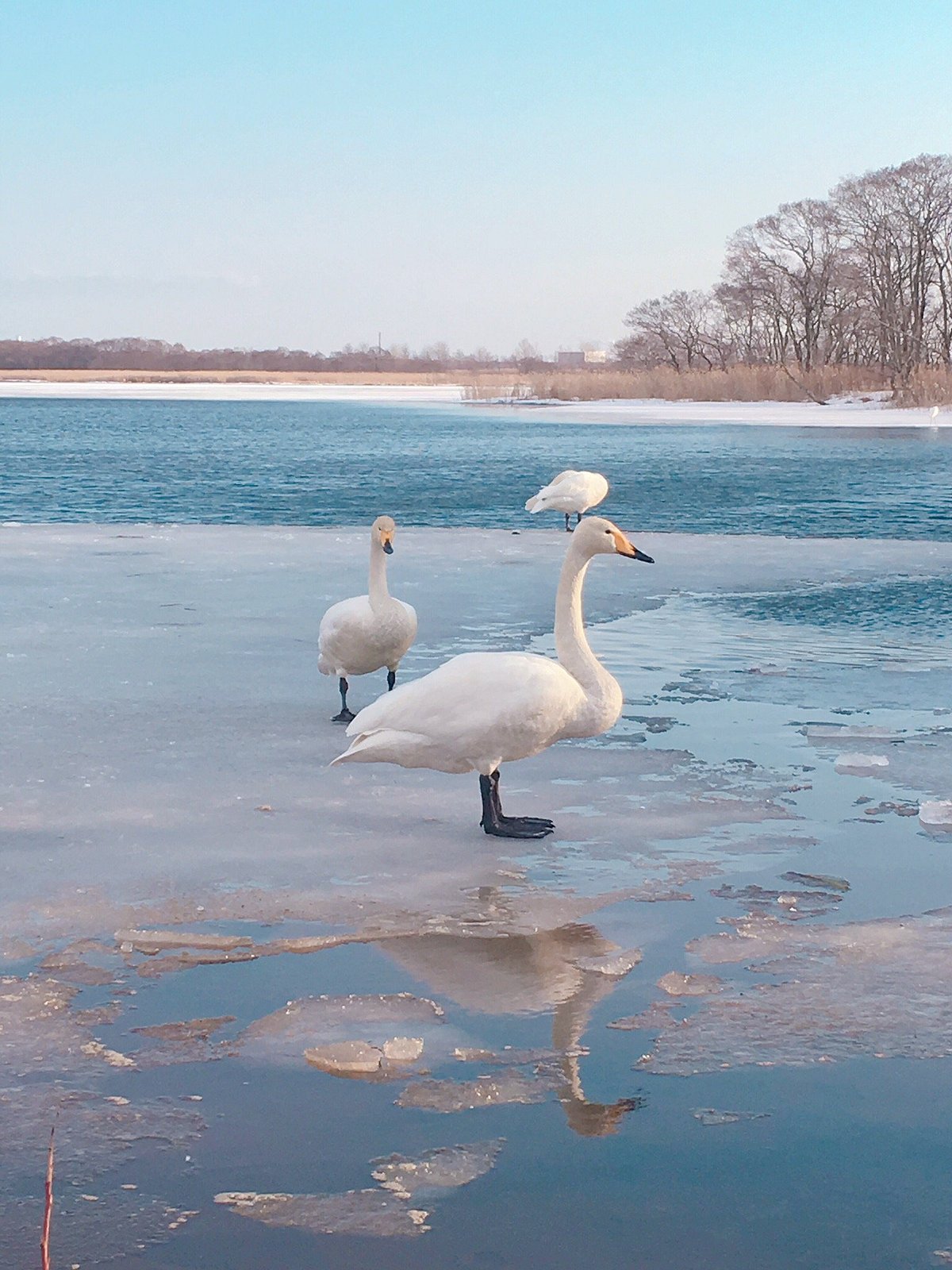 Lake Utonai Wildlife Conservation Center
