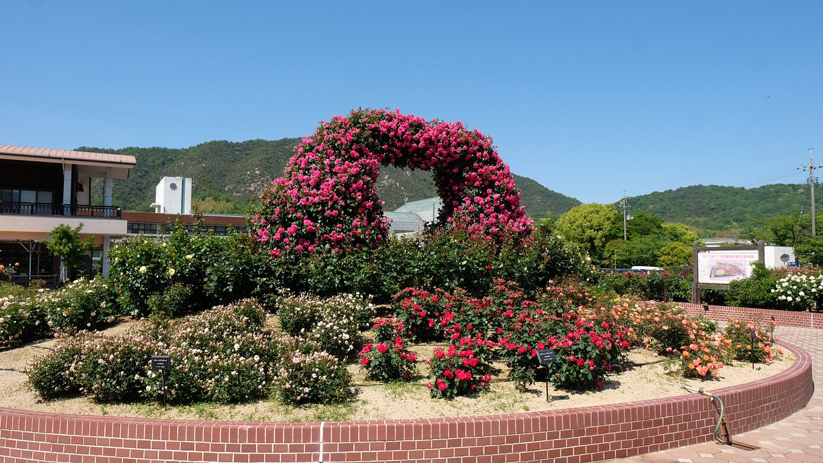 Yoshiumi Rose Park cover image