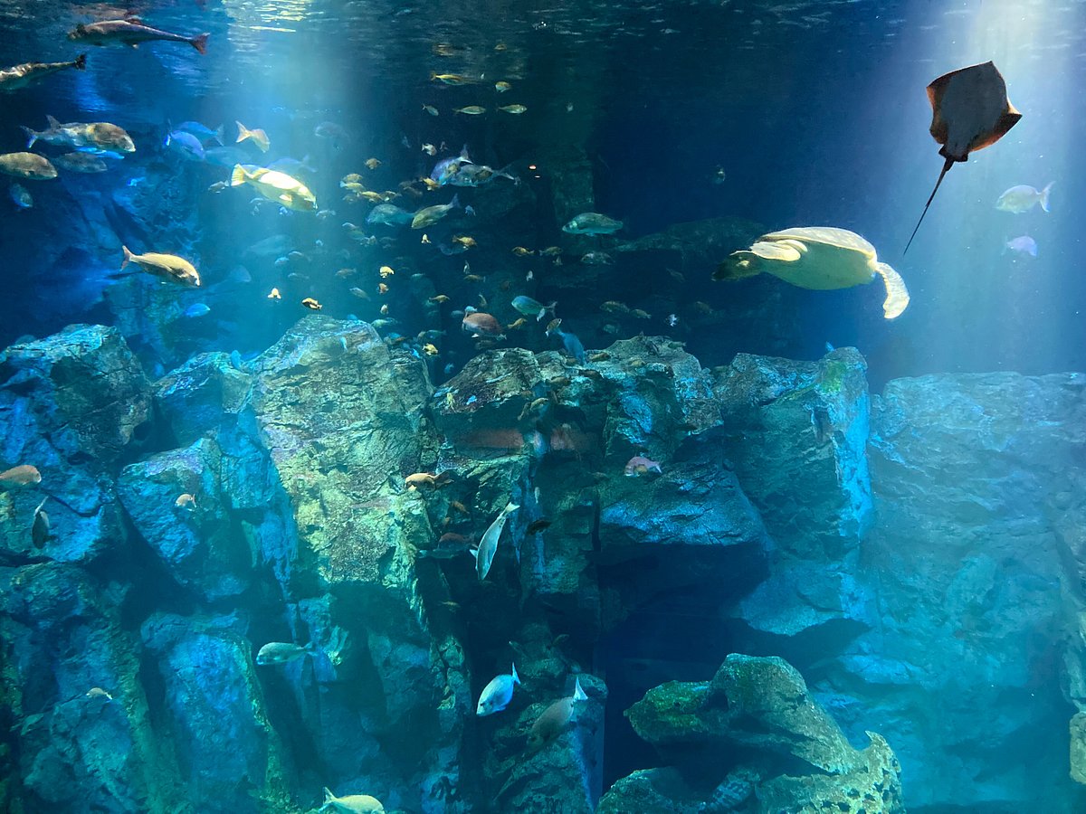 Oga Aquarium Gao cover image