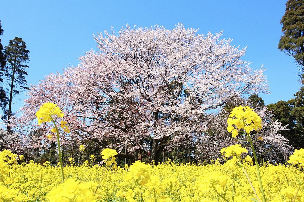 Obyo Cherry Blossom cover image
