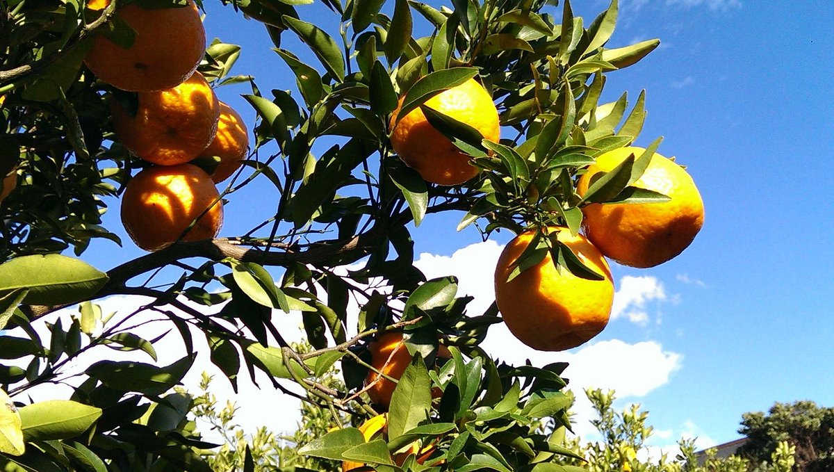 Futatsubori cover image