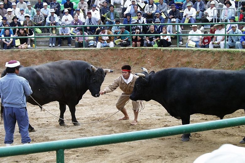 Okinawan Bullfights cover image