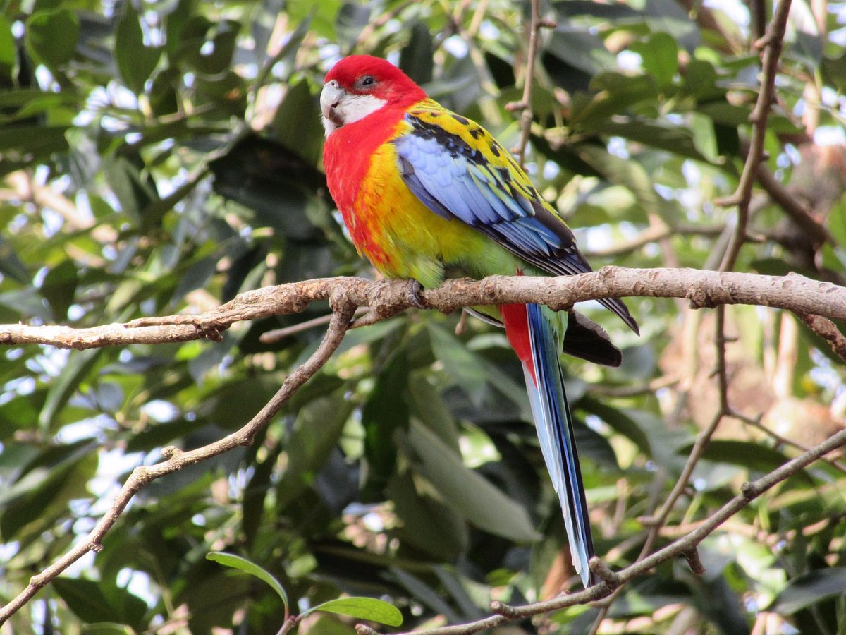 Campbelltown Forest of Wild Birds
