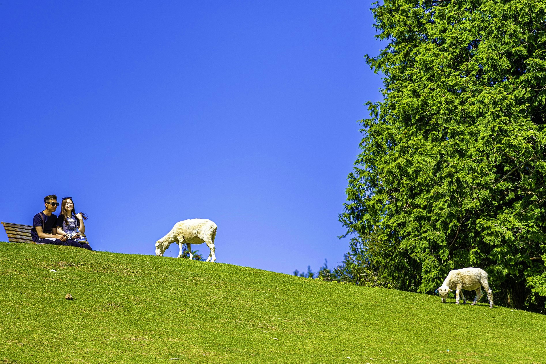 Rokkosan Pasture (Ranch) cover image