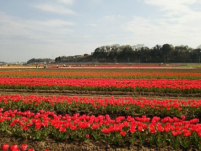Sakura Furusato Square cover image