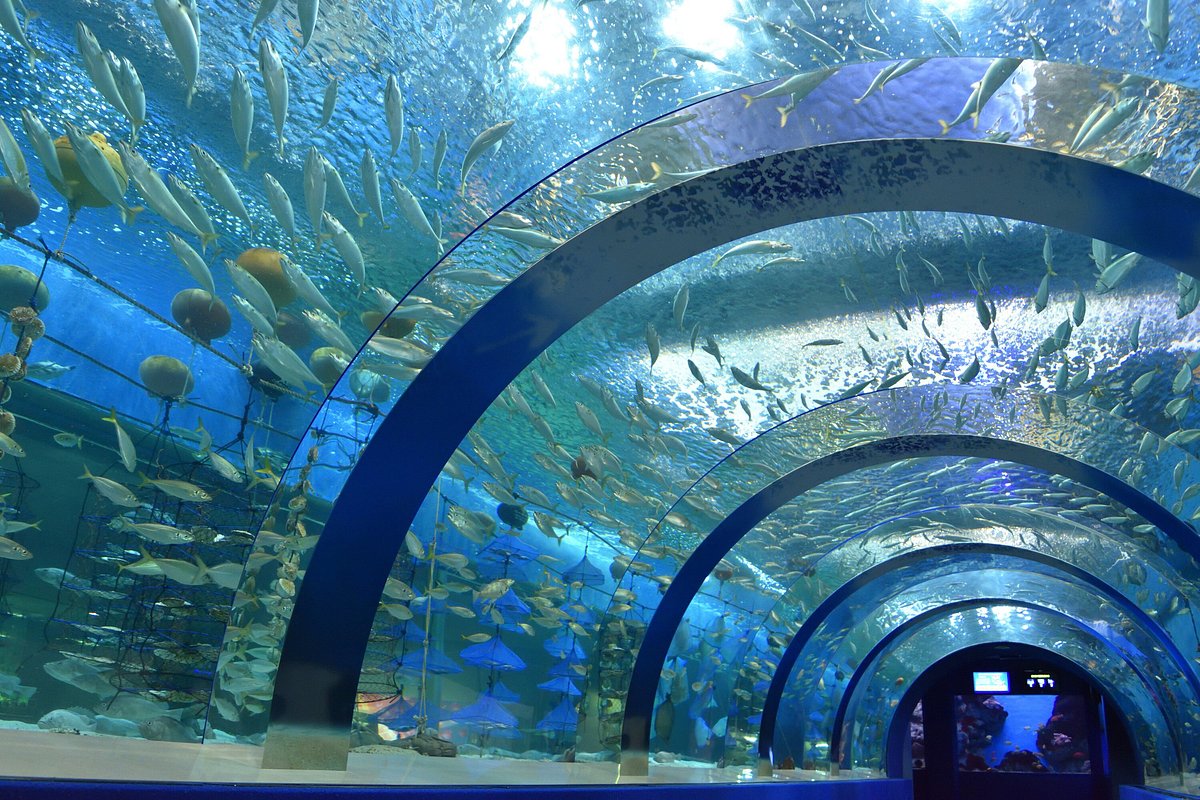 Aomori Asamushi Aquarium cover image