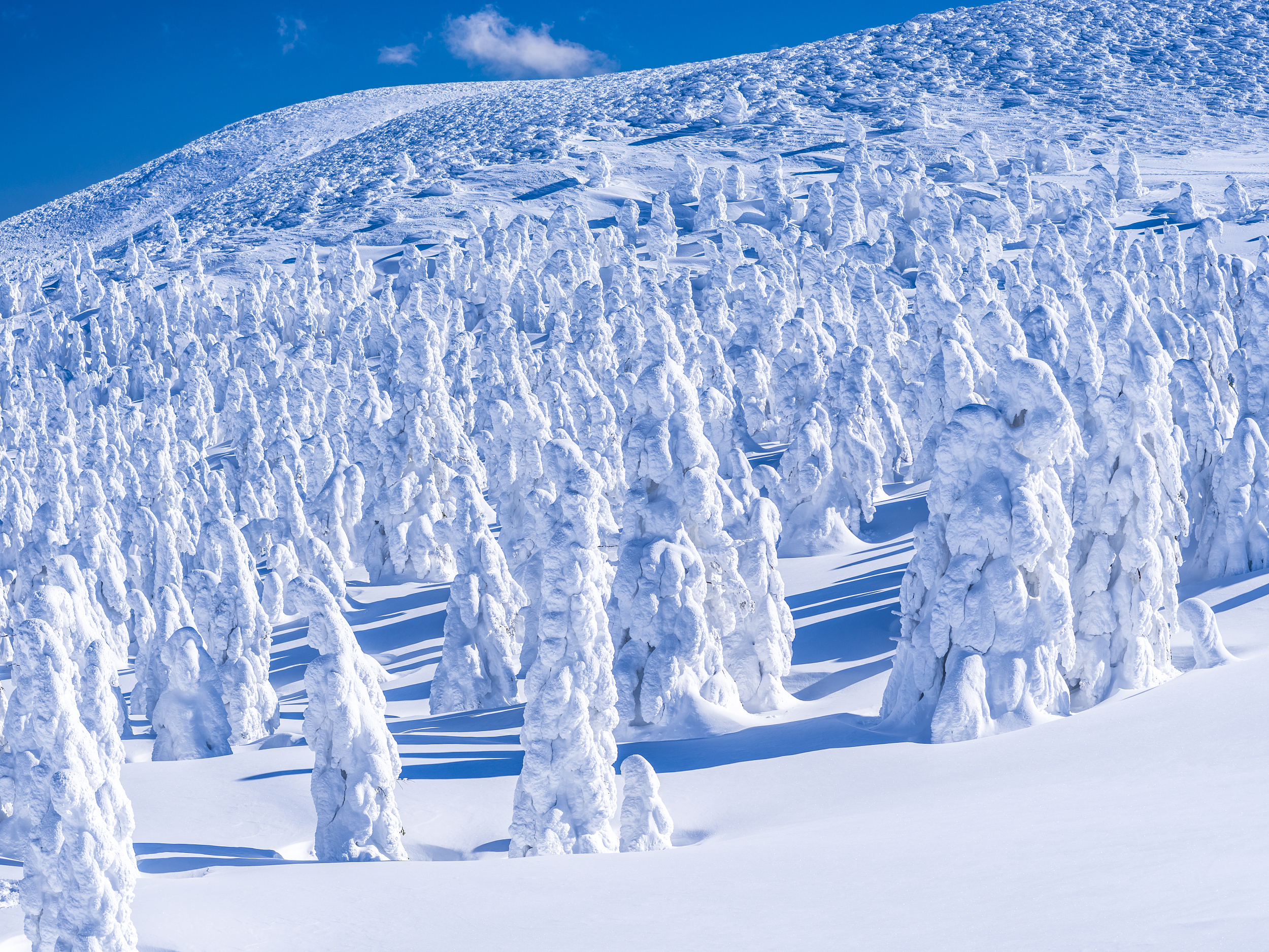 Frost-covered Trees in Zaō Mountains