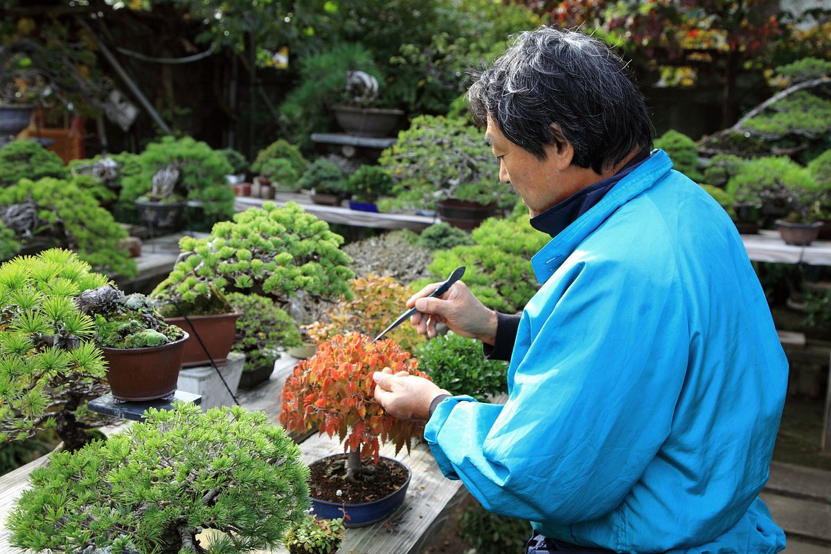 Omiya Bonsai Village cover image