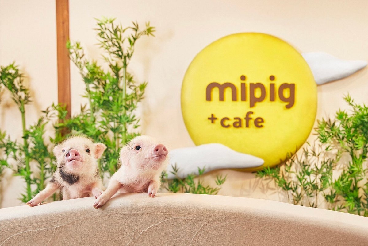 mipig cafe Kyoto