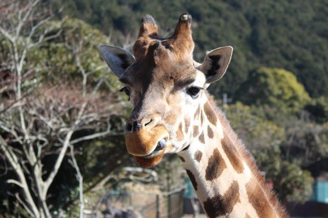 Izu Animal Kingdom cover image