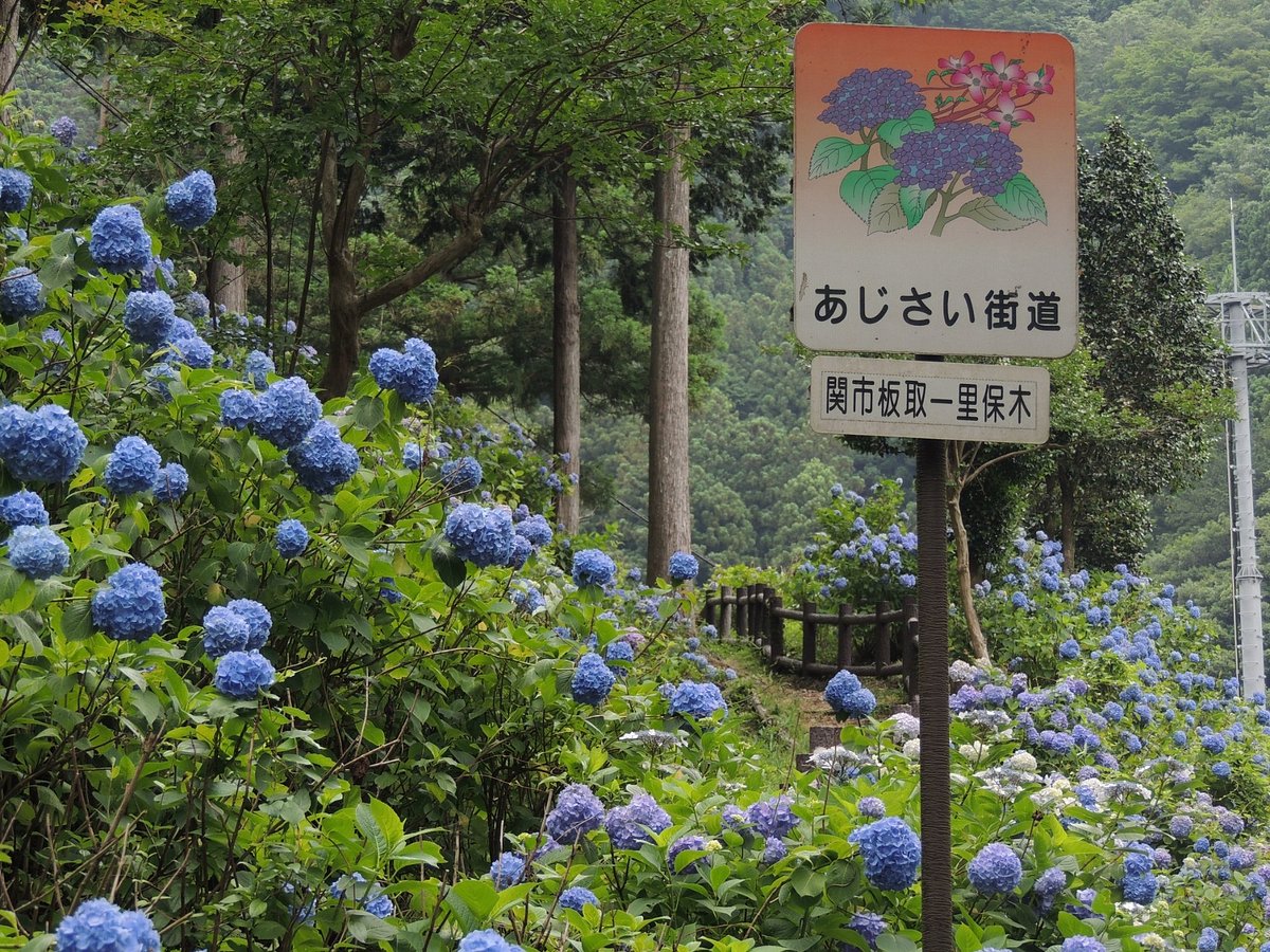 Ajisai Road cover image