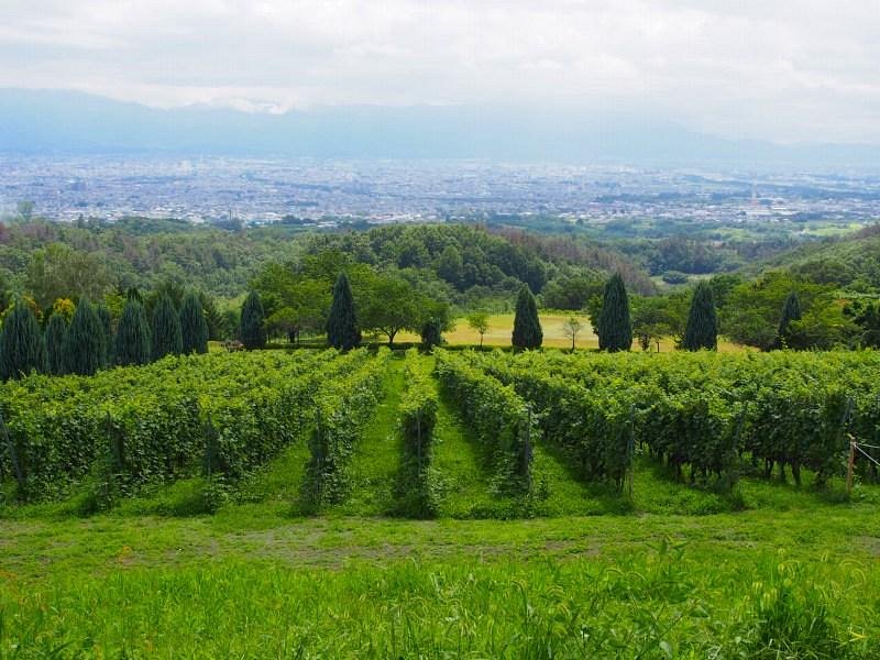 Suntory Tominooka Winery cover image
