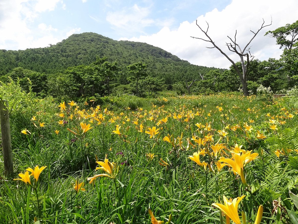 Numappara Marshland cover image