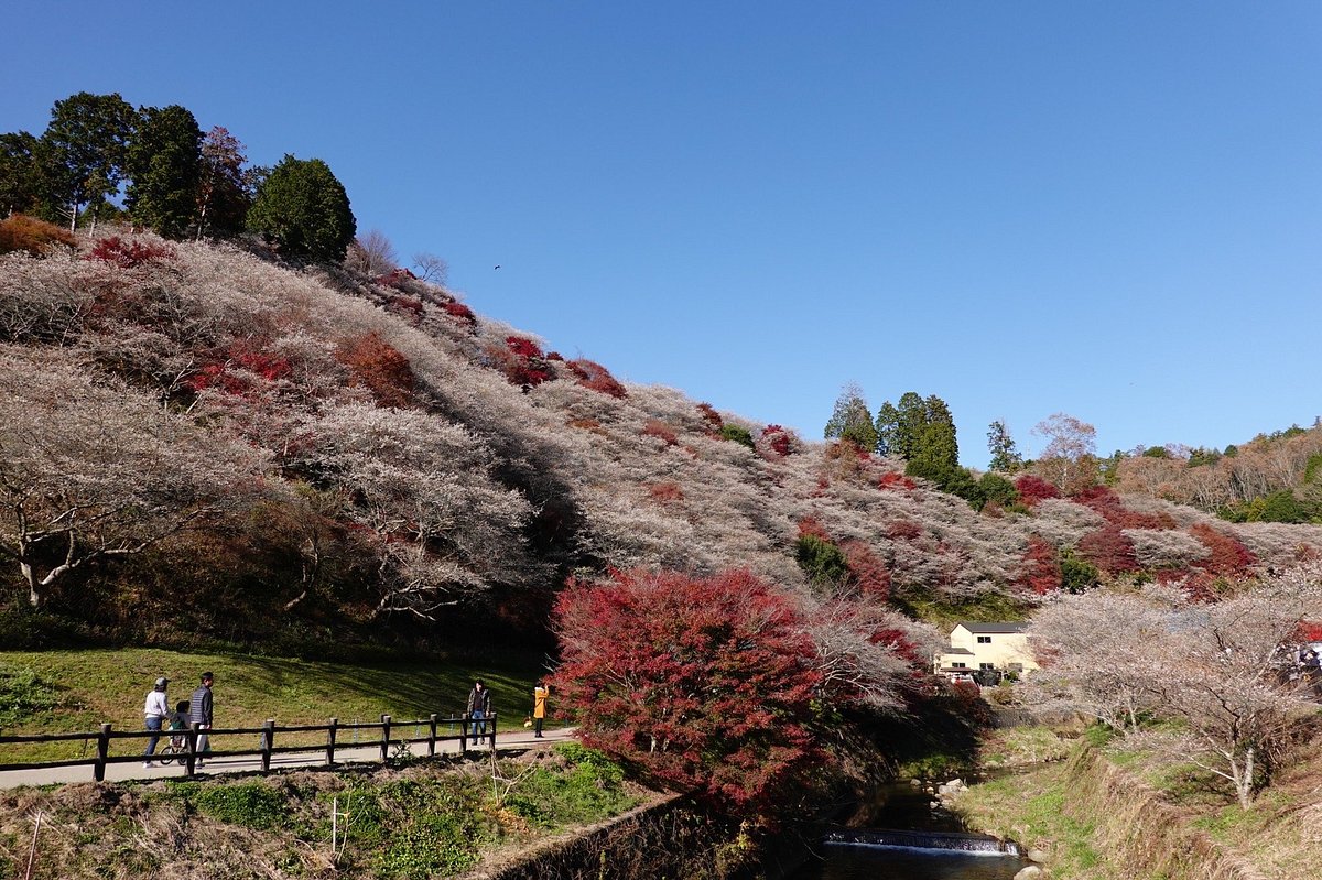 Semmi Shikizakura no Sato cover image