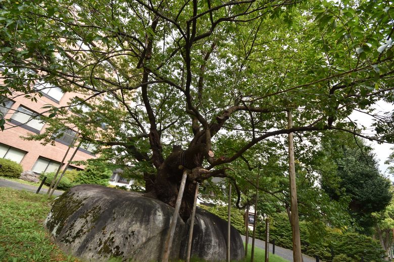 Rock-Splitting Cherry Tree