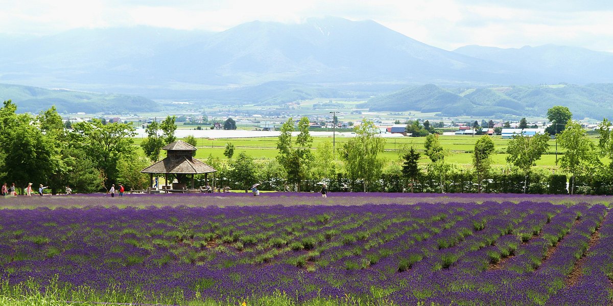 Farm Tomita Lavender East cover image