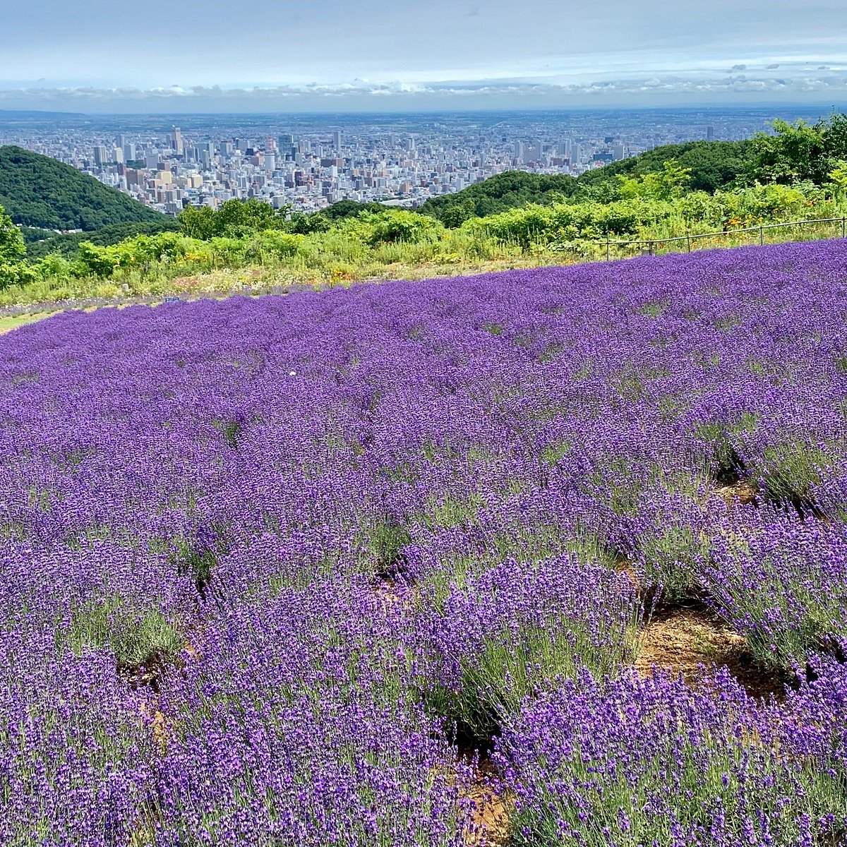 Horomitoge Lavender Garden