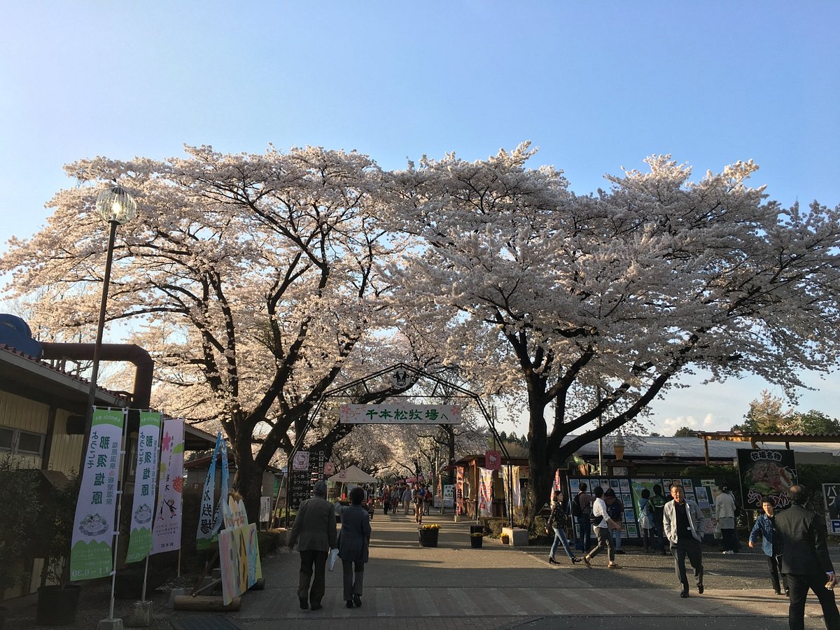 Senbonmatsu Dairy Farm cover image