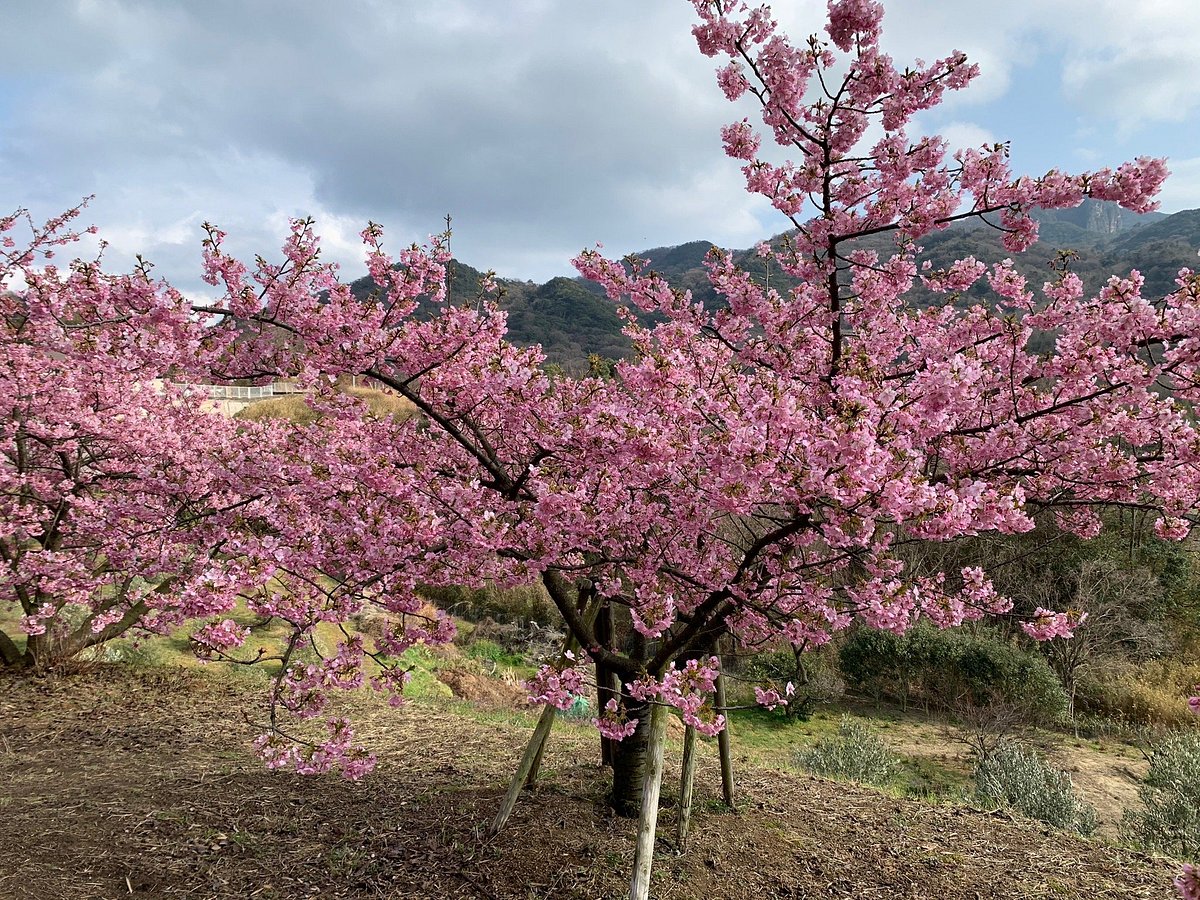 Takesan Farm cover image