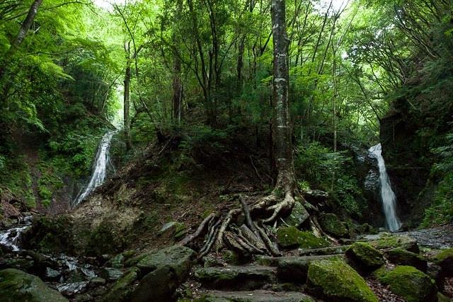 Odaki Medaki Fall cover image