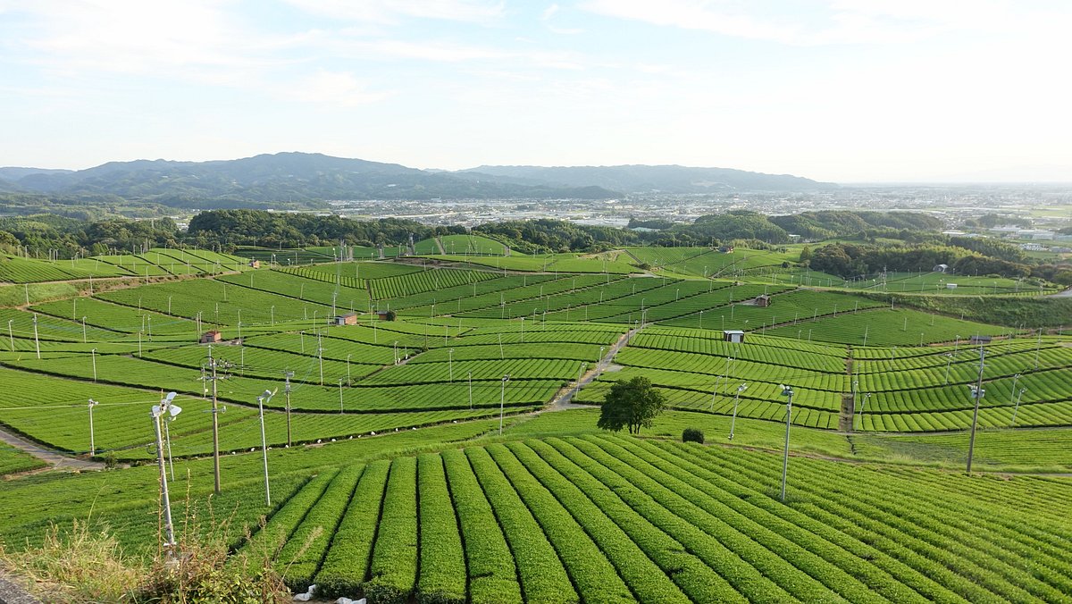 Yame Chuo Tea Garden cover image