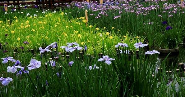 Yamadaike Park cover image