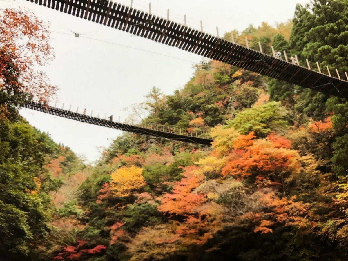 Momigi Suspension Bridge cover image