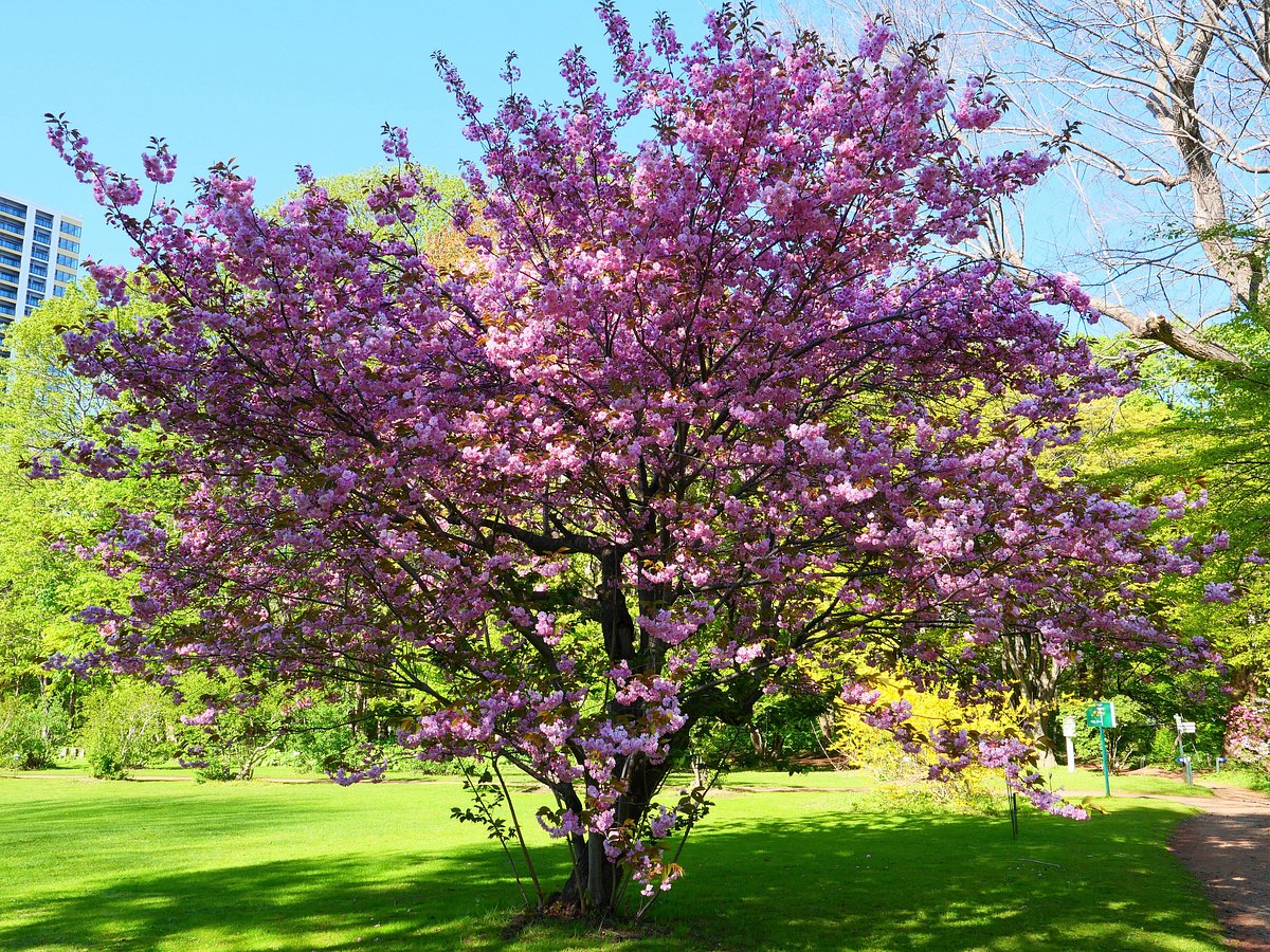 Botanic Garden Hokkaido University
