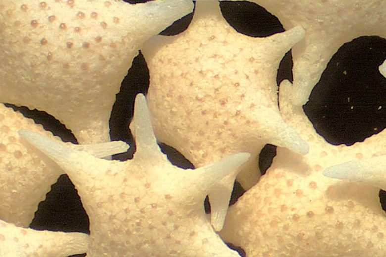 The Star Sands of Hoshizuna-no-hama cover image