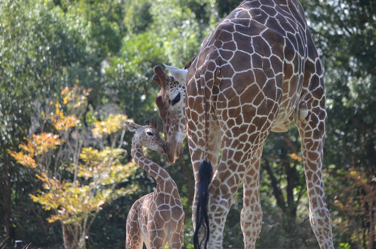 Noichi Zoological Park of Kochi Prefecture cover image