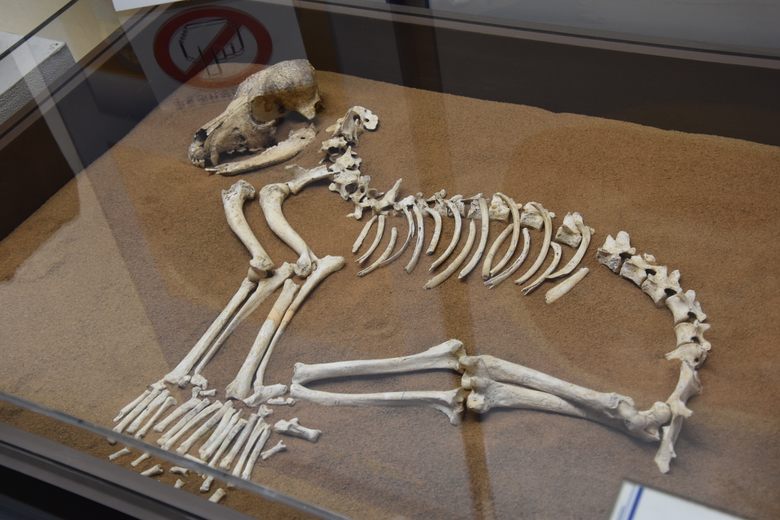 Tobinodai Shell Midden cover image