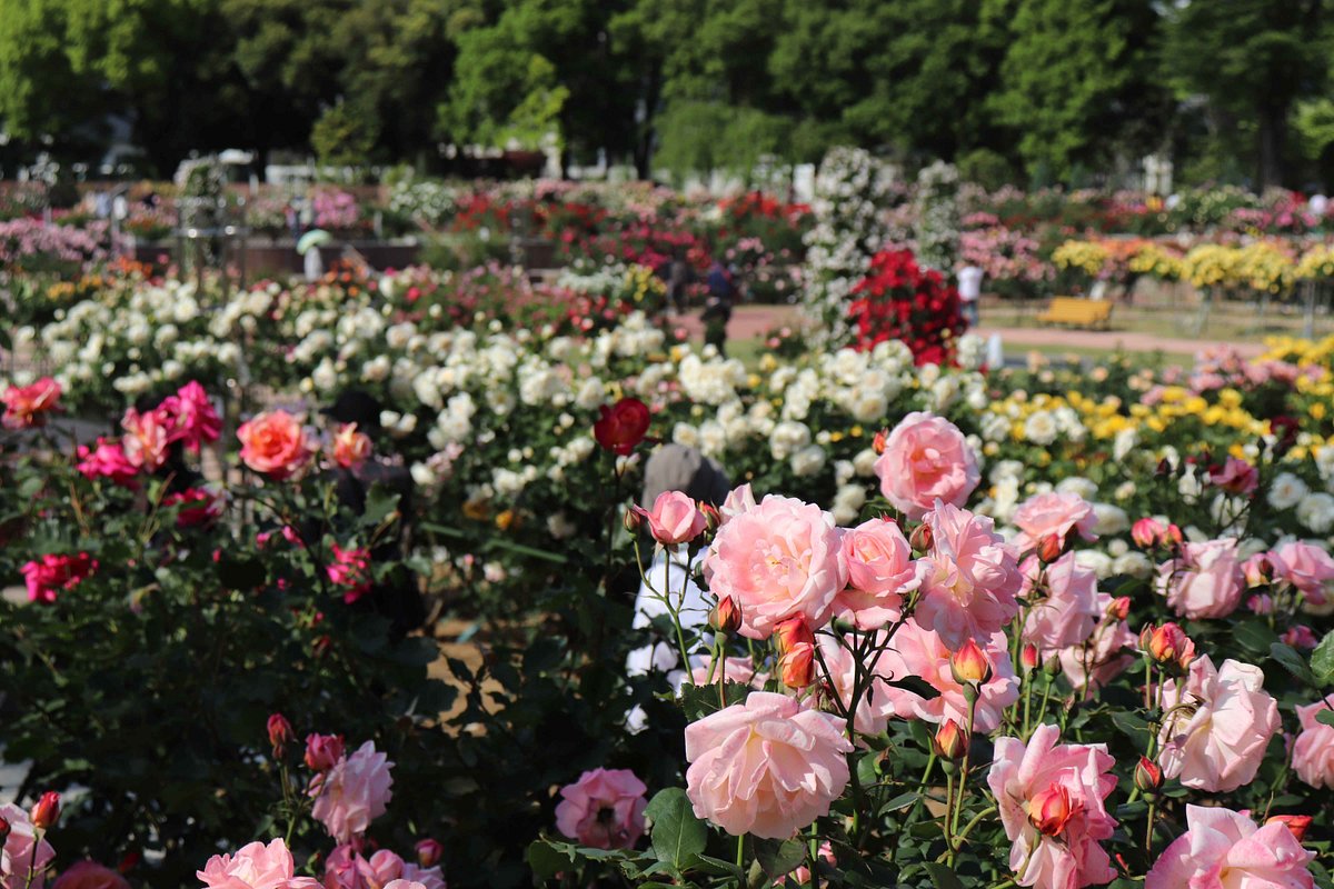 Shikishima Parfk Rose Garden cover image