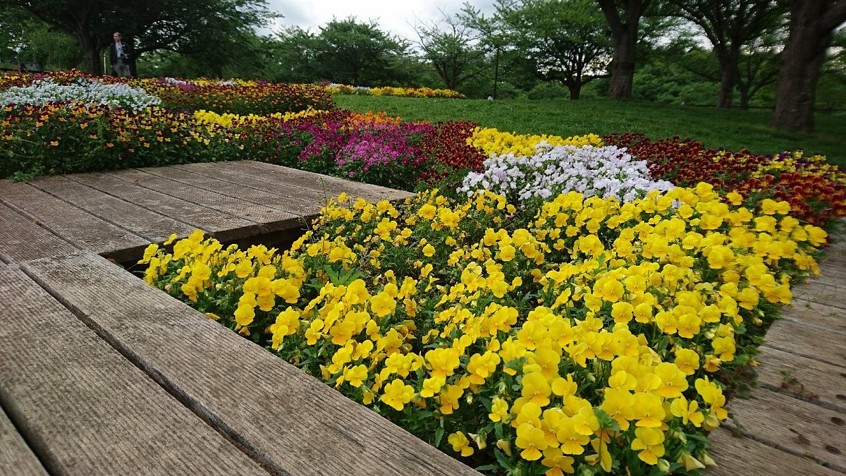 Sakura no yama Park cover image