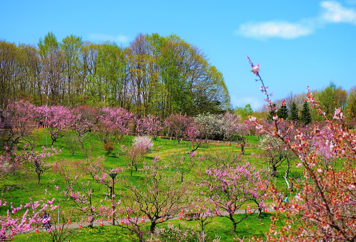 Hiraoka Park cover image