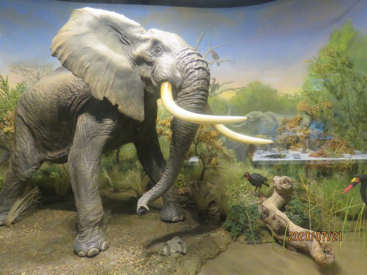 Kaiyodo Figure Museum Kurokabe Ryuyukan cover image