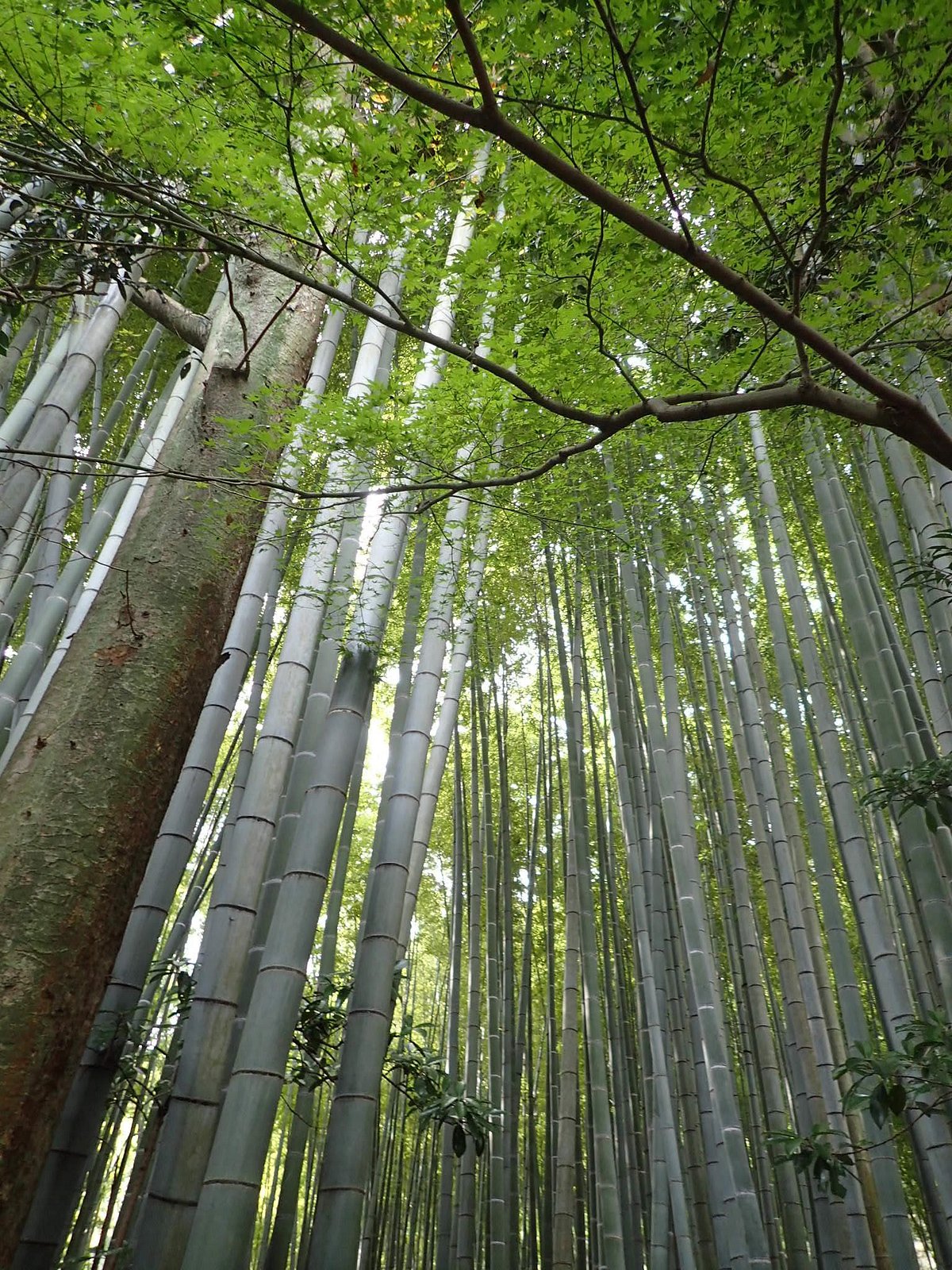 Hōkoku-ji Temple