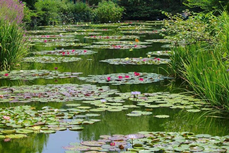 Monet's Garden Marmottan cover image