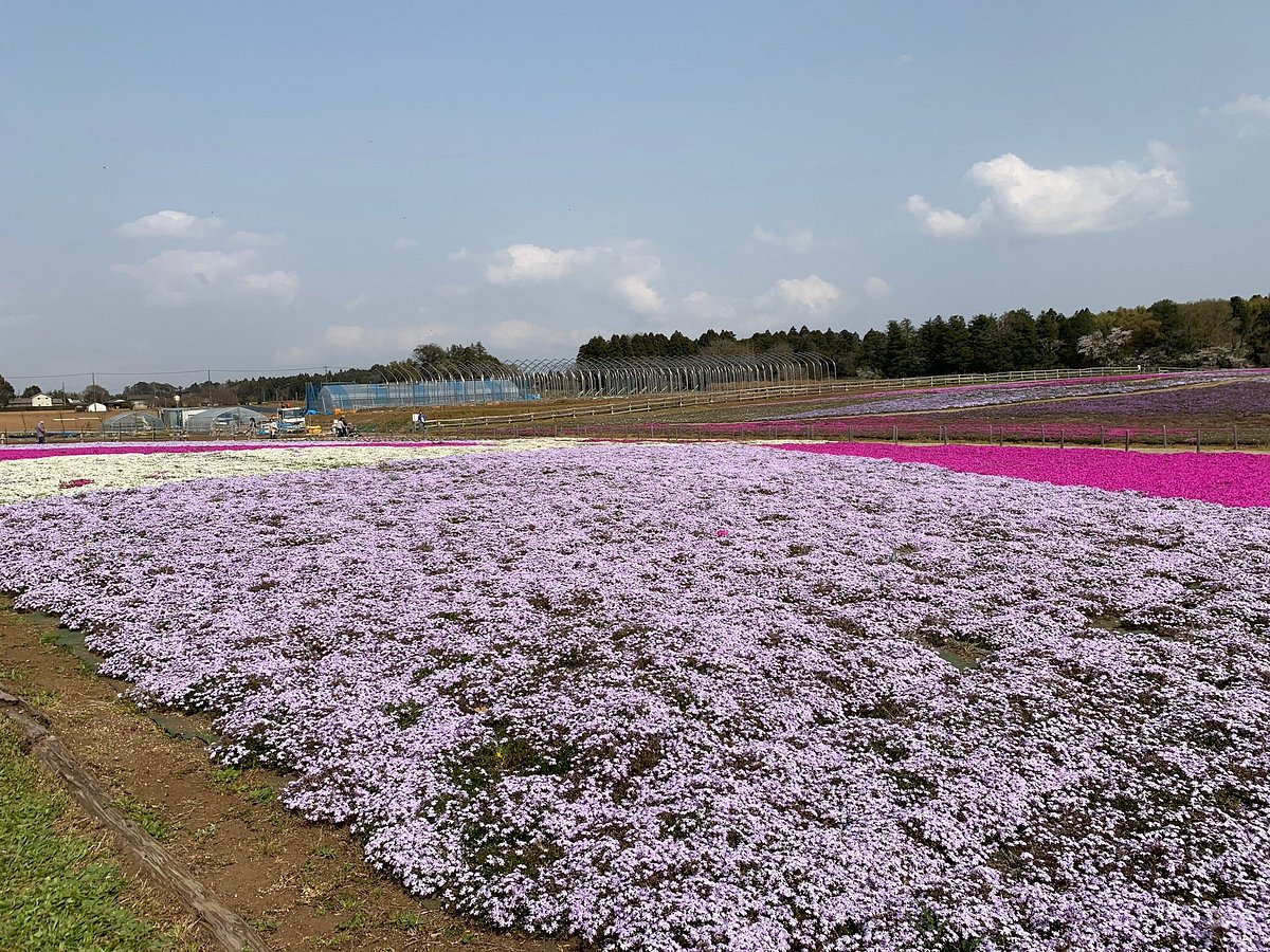 Chiba City Tomitacho Agricultural Exchange Center cover image